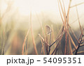 Little butterfly in the nature 54095351