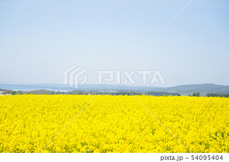 菜の花畑 菜の花 春 横浜町 青森県 菜の花畑 菜の花 春 横浜町 青森県 54095404