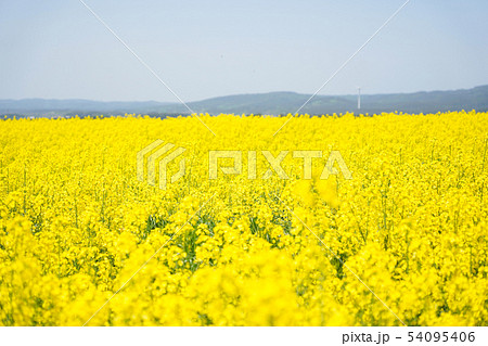 菜の花畑　菜の花　春　横浜町　青森県 54095406