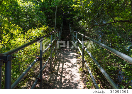 鋸山 登山道 関東ふれあいの道コース (千葉県) 2019年5月撮影 鋸山 登山道 関東ふれあいの道コース (千葉県) 2019年5月撮影 54095561