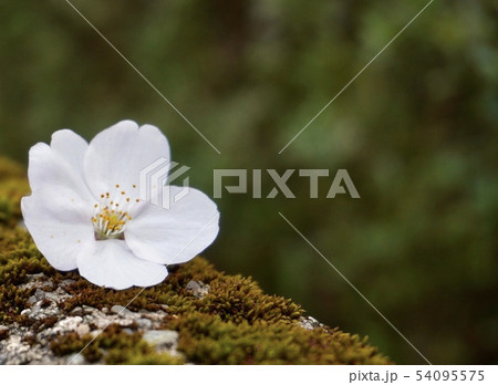 一輪の桜 54095575