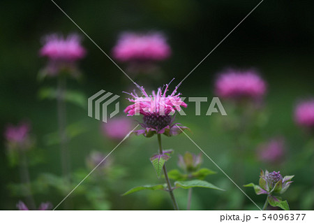 タイマツバナ タイマツバナ 54096377