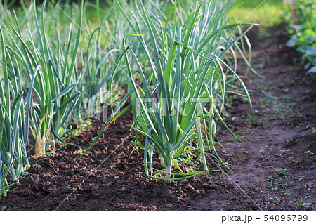 Young spring onion sprout on the field. Organically grown onions in the soil. Organic farming. Young spring onion sprout on the field. Organically grown onions in the soil. Organic farming. 54096799