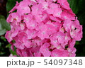 ピンクの紫陽花 ピンクの紫陽花 54097348