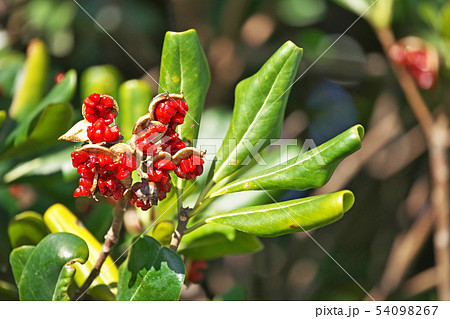赤いトベラの実 54098267