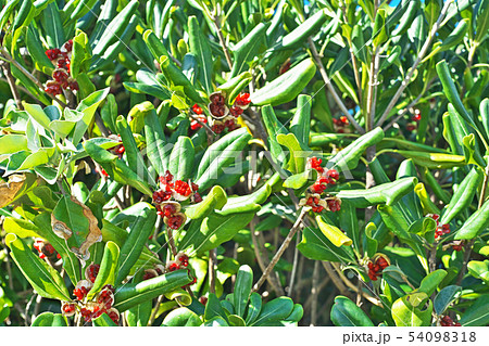 赤いトベラの実 54098318