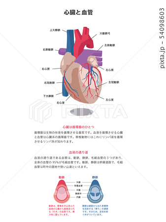 心臓と血管のイラスト素材