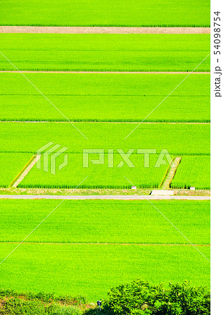 夏の田んぼ 夏の田んぼ 54098754
