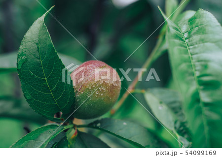 Green peach on a tree. Spring background Green peach on a tree. Spring background 54099169