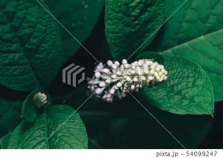 American pokeweed (Phytolacca americana) during American pokeweed (Phytolacca americana) during 54099247