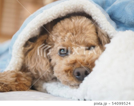 眠いよぉ~~ 眠いよぉ~~ 54099524