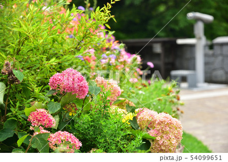 神戸市 布引ハーブ園 紫陽花の写真素材