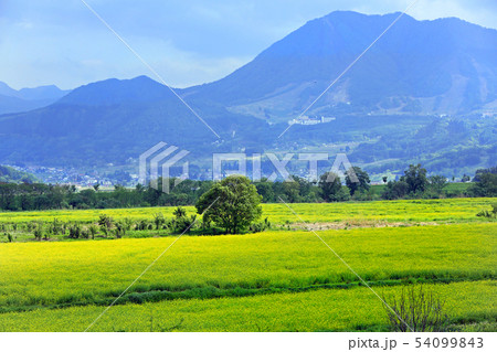 飯山市の菜の花03 飯山市の菜の花03 54099843