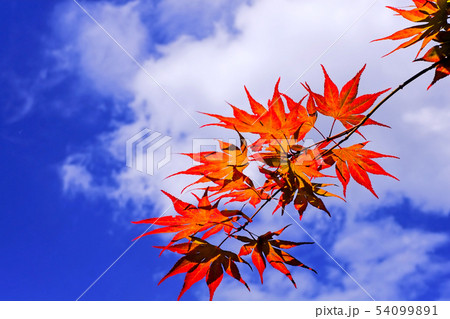 青空に映える紅葉 青空に映える紅葉 54099891