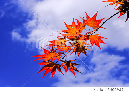 青空に映える紅葉 54099894