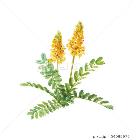 ゴールデンキャンドル キャンドルブッシュ ゴールデンキャンドル キャンドルブッシュ 54099976