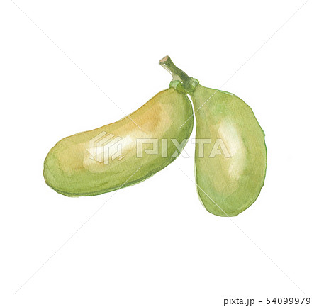 ポポー ポポー 54099979