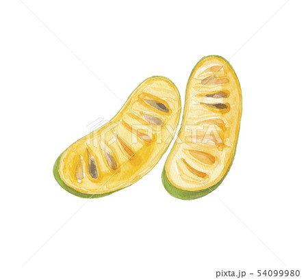 ポポー ポポー 54099980