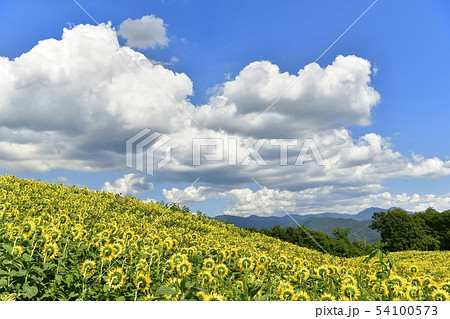 喜多方市三ノ倉高原のひまわり畑 54100573