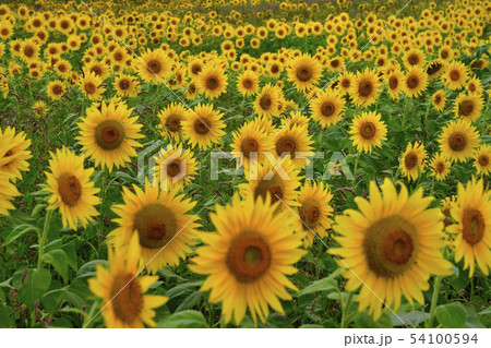 喜多方市三ノ倉高原のひまわり畑 54100594