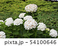 白いあじさい 54100646