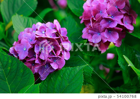 紫陽花 紫陽花 54100768