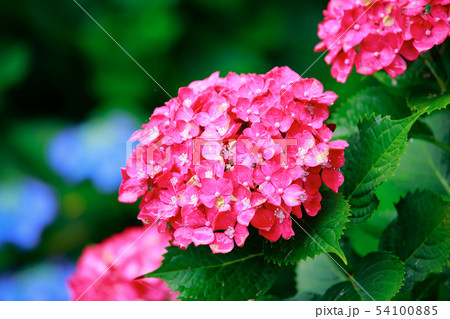 紫陽花 紫陽花 54100885