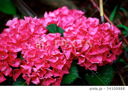 紫陽花 紫陽花 54100888