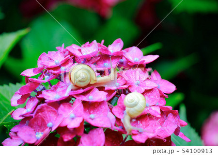 カタツムリ カタツムリ 54100913