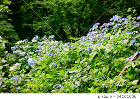 紫陽花 紫陽花 54101006