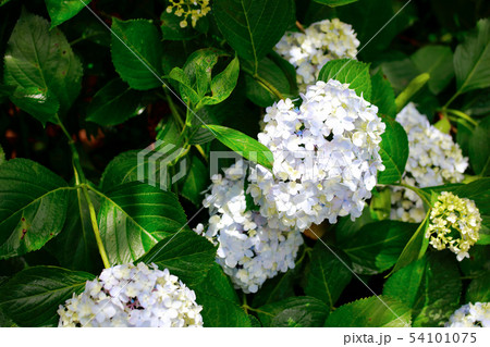 紫陽花 紫陽花 54101075