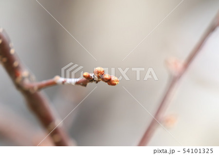 桜の新芽 桜の新芽 54101325