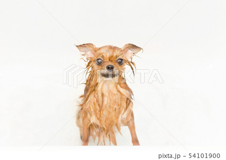 small dog pomeranian puppy taking a bath small dog pomeranian puppy taking a bath 54101900