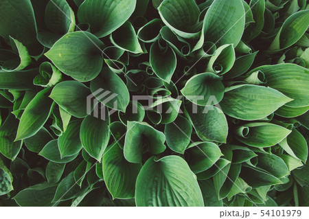 Green leaves, tropical plant growing in wild. Close up. Pattern, texture, background. Top view. Copy 54101979