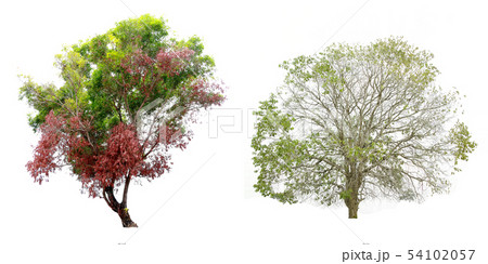 Isolate green tree. Isolate green tree. 54102057