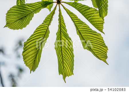 Green chestnut leaves lie like a fan Green chestnut leaves lie like a fan 54102083