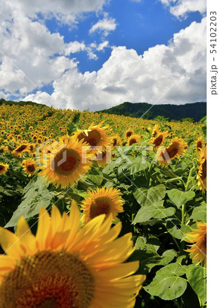 喜多方市三ノ倉高原のひまわり畑 54102203