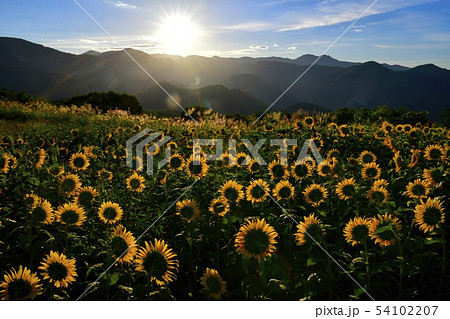 喜多方市三ノ倉高原のひまわり畑と朝日 喜多方市三ノ倉高原のひまわり畑と朝日 54102207