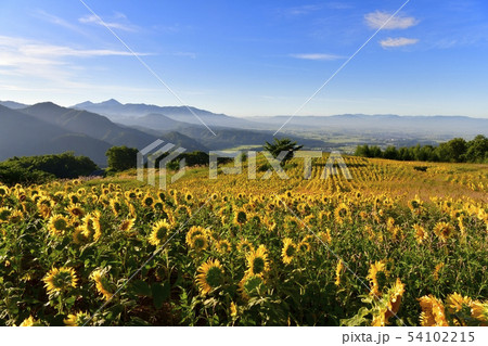 喜多方市三ノ倉高原のひまわり畑と会津盆地に磐梯山 54102215