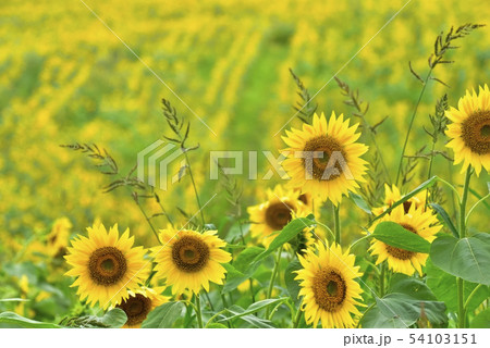 喜多方市三ノ倉高原のひまわり畑 54103151