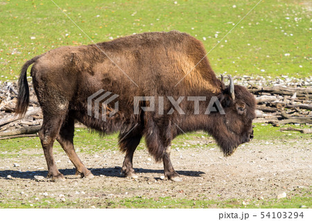 American buffalo known as bison, Bos bison in the zoo American buffalo known as bison, Bos bison in the zoo 54103294
