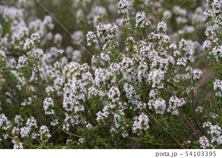 白いタイムの花が沢山咲いている写真 白いタイムの花が沢山咲いている写真 54103395