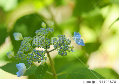 神戸森林植物園にも紫陽花のシーズン到来 54103878
