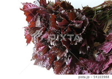 赤しそ 赤しそ 54103988