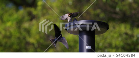 ツバメの親子 54104584