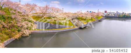 小野市役所前、権現池の桜（兵庫県小野市王子町）※作品コメント欄に撮影位置 54105452