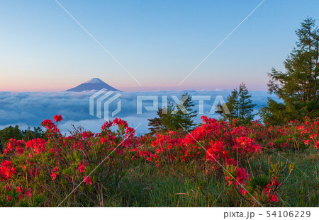 朝の甘利山からレンゲツツジと富士山 54106229