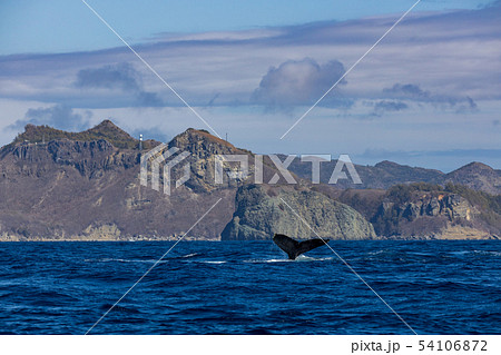 ザトウクジラ　小笠原 54106872