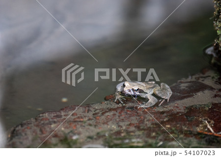 タゴガエル 54107023