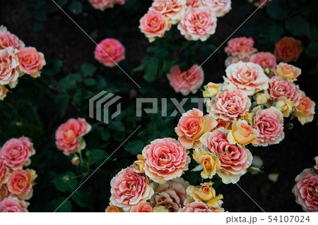 ピンクのバラ 54107024